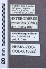 Etikette zu Heteroderes musculus (NHMW-ZOO-COL-0010322)